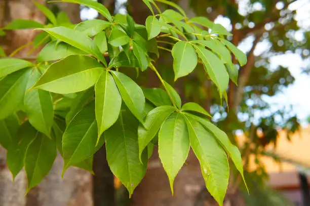 Adansonia digitata or baobab tree green leaves
