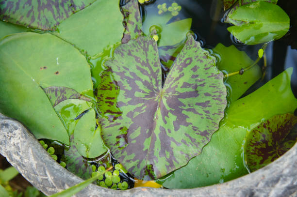 Nymphaea candida water lily leaves Nymphaea candida water lily leaves nymphaea candida stock pictures, royalty-free photos & images
