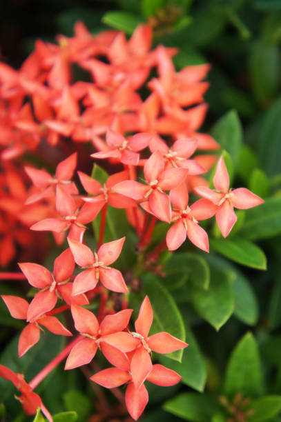 istock Ixora coccinea dwarf red many red flowers close up 1089799802