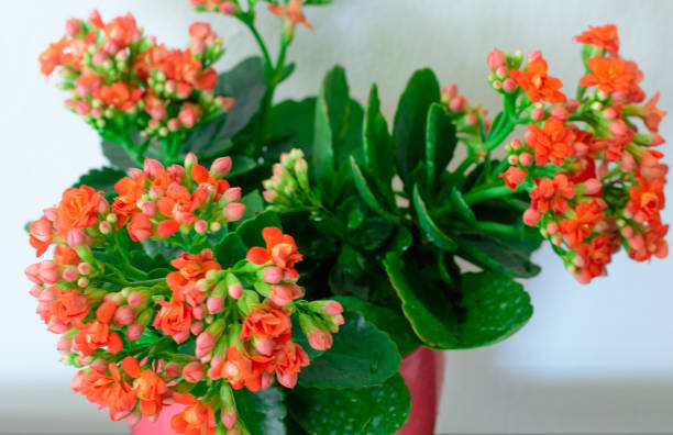 istock flower in the vase 1089799832