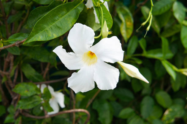 istock Allamanda one white flowers with green foliage 1089799946
