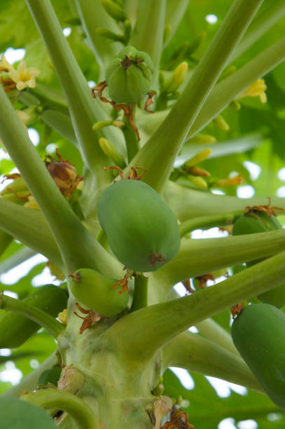 istock Papaya green fruits on tree 1089800024
