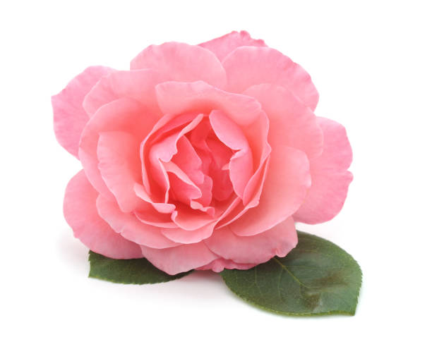 istock Beautiful pink roses. 1089800170