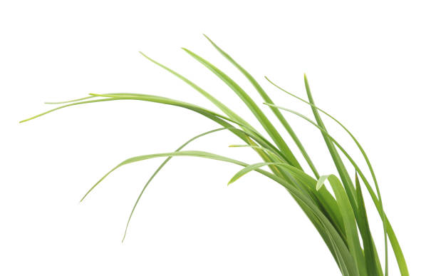 istock Bunch of green grass. 1089800428