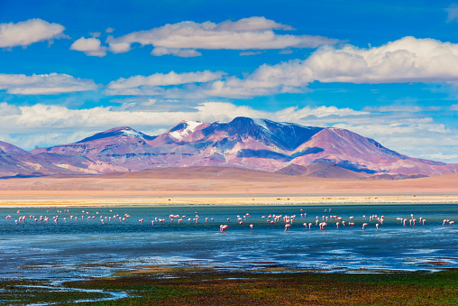 Landscape of Tara salar in Atacama region