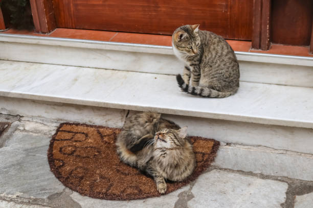 Two cats sit at doorway of business in Delphi Greece, one scratching itself Two cats sit at doorway of business in Delphi Greece, one scratching itself stray animal stock pictures, royalty-free photos & images