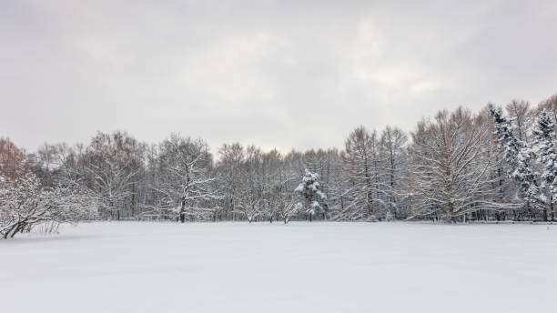 istock Winter forest. Botanical garden. Trees under the snow. 1089805120