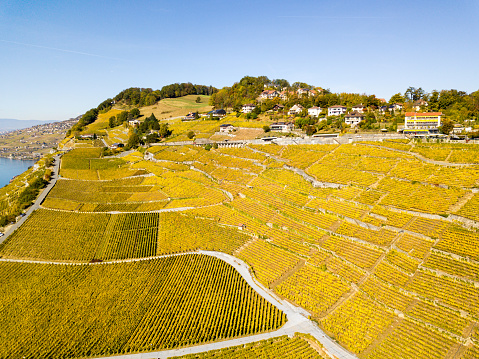 Aerial view with drone over vineyards in golden autumn color, Region Lavaux