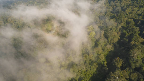 istock tropical landscape rainforest and mountains 1089805376