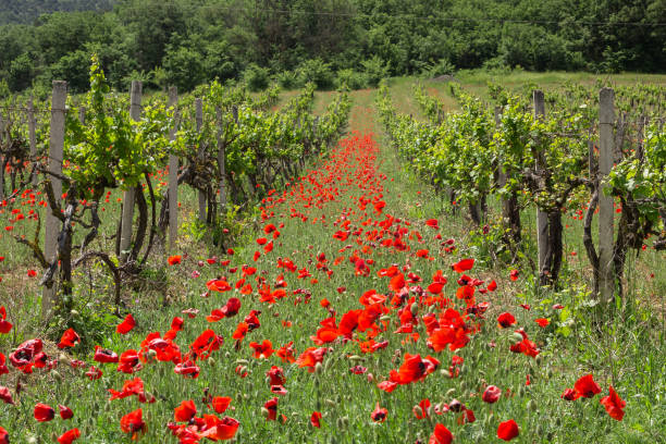 istock Growing grapes and poppies in a vineyard 1089805632