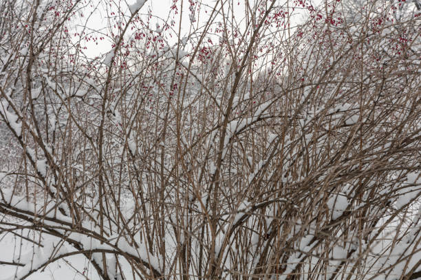 istock Winter forest. Botanical garden. Trees under the snow. 1089806836