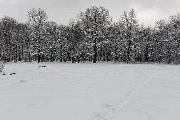 Winter forest. Botanical garden. Trees under the snow. Grey sky. Branches under the snow.
