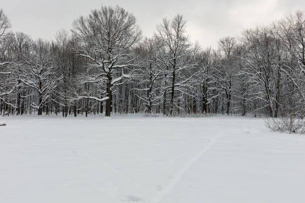 istock Winter forest. Botanical garden. Trees under the snow. 1089806920