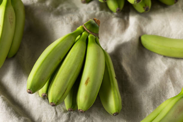 istock Raw Organic Unripe Green Baby Bananas 1089807302