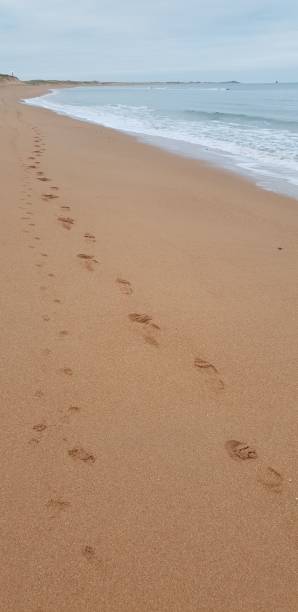 ślady i odciski łap w piasku - dog paw print beach footprint zdjęcia i obrazy z banku zdjęć