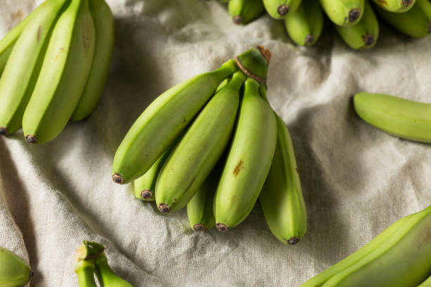 istock Raw Organic Unripe Green Baby Bananas 1089807794