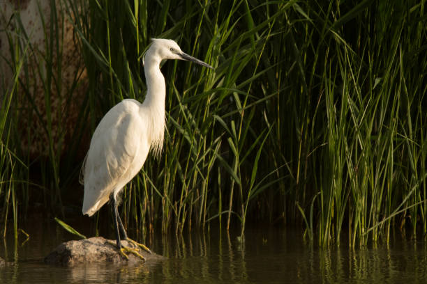 istock Little Egret / Egretta garzetta 1089808156
