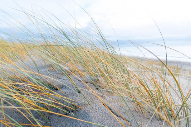 istock Lighthouse of Blavand, Denmark 1089808548