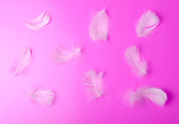 istock feather tenderness beauty on a pink background 1089815352