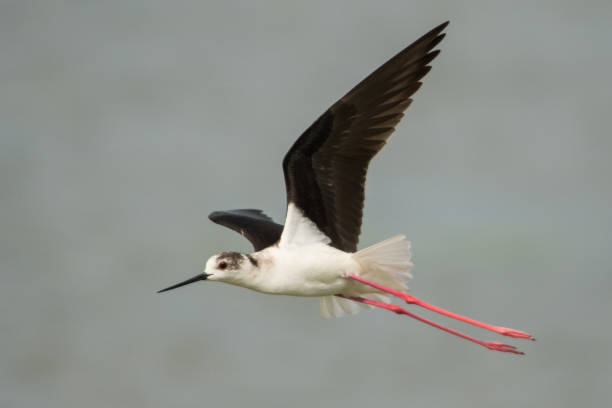 istock Black-winged Stilt / Himantopus himantopus 1089817548