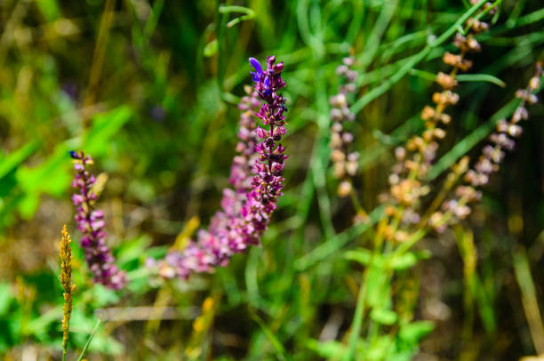 Salvia flowers on a meadow on summer