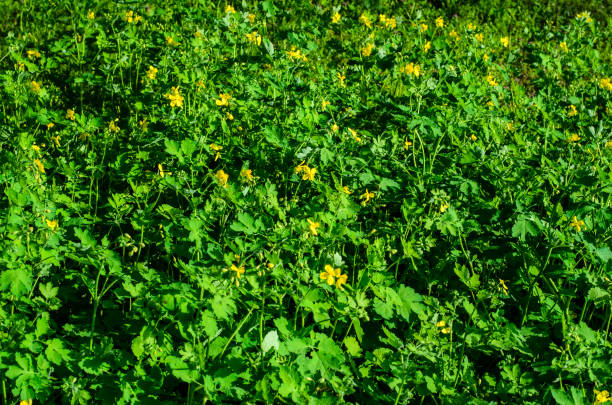istock Celandine blossoming in park 1089819628
