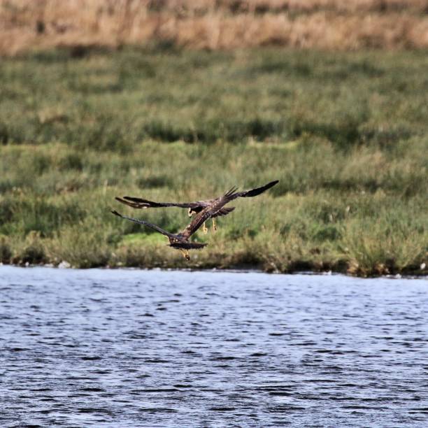 istock A view of a Marsh Harrier flying 1089821100