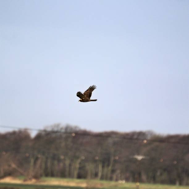 istock A view of a Marsh Harrier flying 1089821130