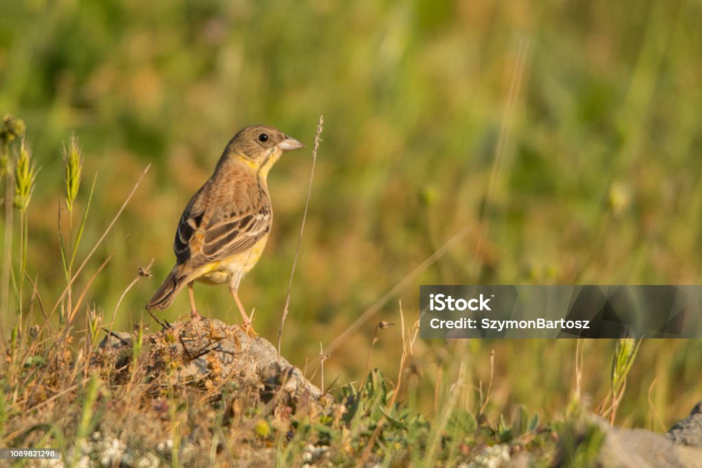 Black-headed Bunting / Granativora melanocephala A beautiful bird on a natural background Lark Stock Photo