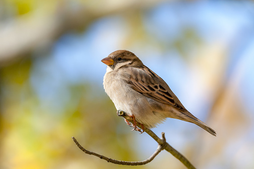 Extreme close-up of cute sparrow standing on twig against blurred background