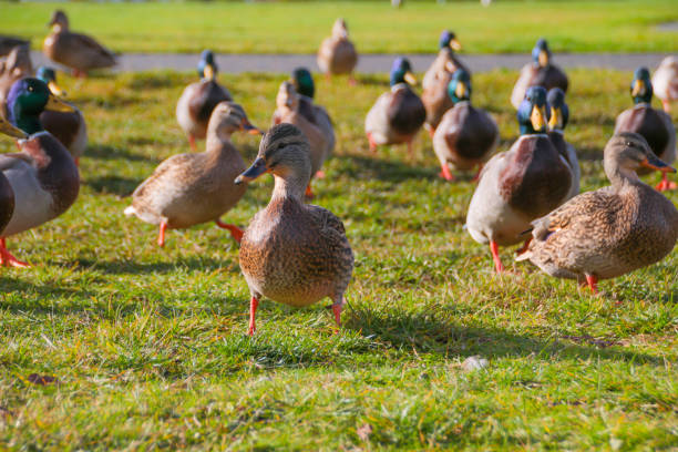 istock Mallard Ducks in Meadow 1089827494