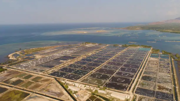shrimp farm, prawn farming with with aerator pump oxygenation water near ocean. aerial view fish farm with ponds growing fish and shrimp and other seafood. Fish hatchery pond aerial view aquaculture business exported international market. java, indonesia
