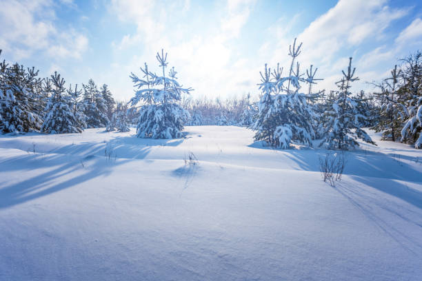 istock winter forest in a snow at the bright day 1089831470