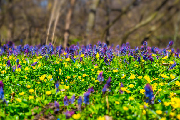 istock closeup spring forest glade with flowers 1089831668