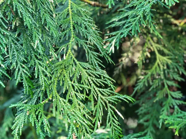 Photo of Thujopsis dolabrata, close up.