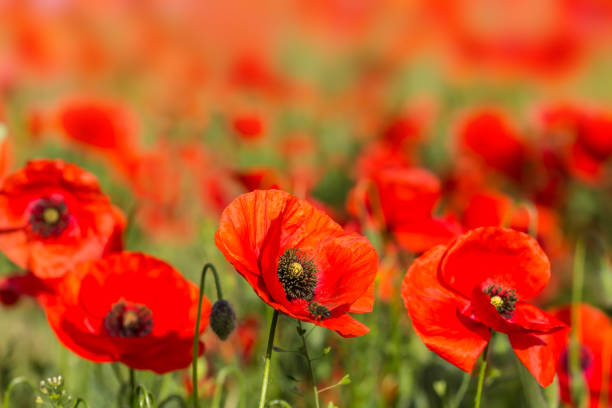 istock closeup red poppy field landscape 1089832122