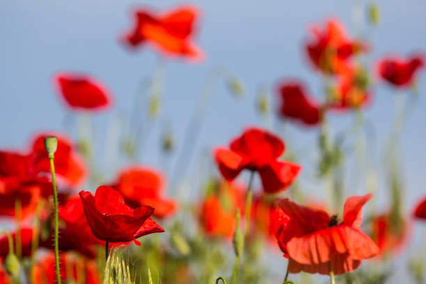 istock closeup red poppy field 1089832124