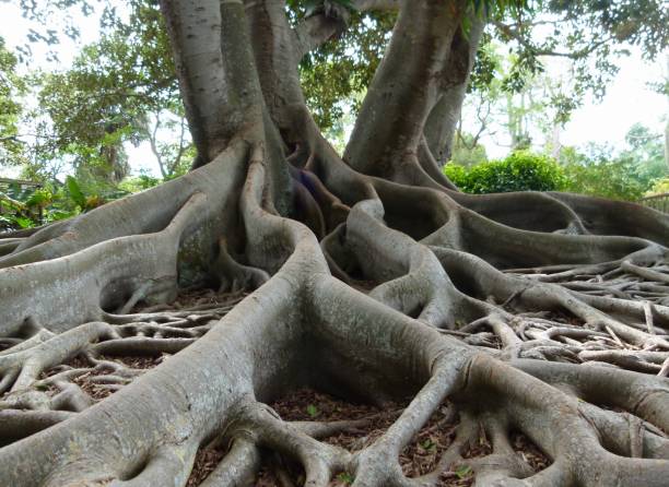 albero di banyan 3 - roots foto e immagini stock