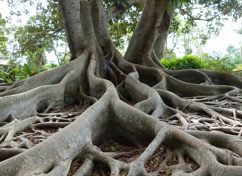 Banyan Tree 3