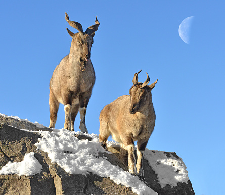 Markhor (Capra falconeri). Two (female and male) on background of moon in winter