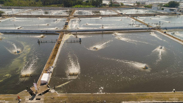 istock shrimp farming in indonesia 1089836536