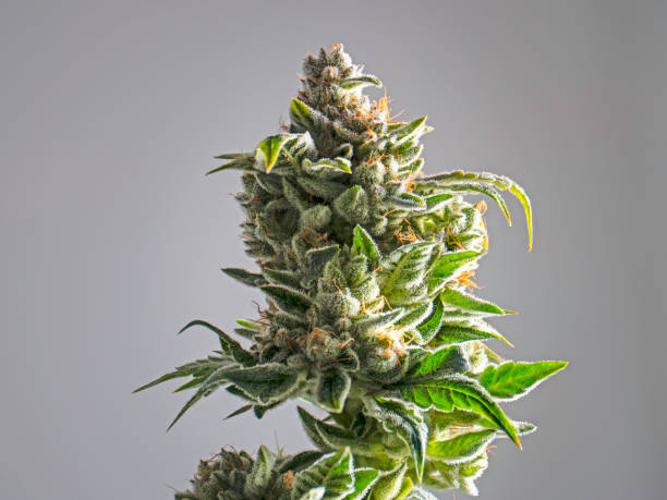 fritids marijuana växt knoppen isolerades vit bakgrund - knopp växters utvecklingsstadium bildbanksfoton och bilder