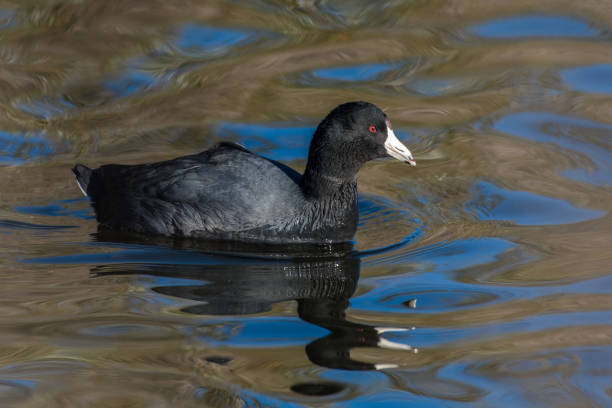 istock Hungry bird swimming across the lagoon. 1089840172