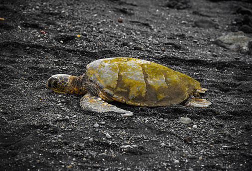 Turtle on a black sand beach in Hawaii