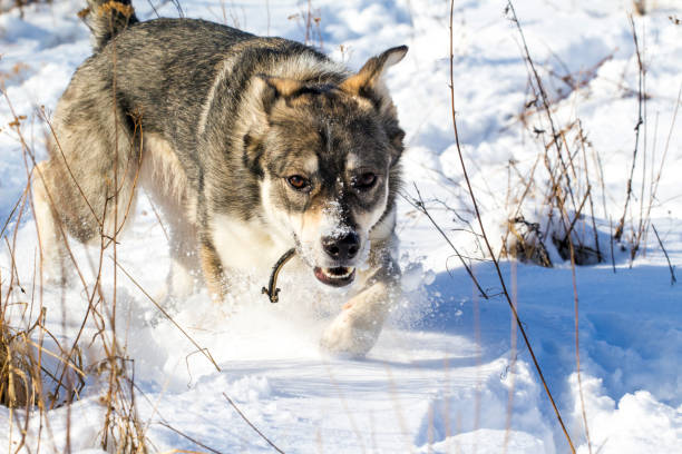 istock A gray dog, similar to a small wolf, walks through the snow 1089846172