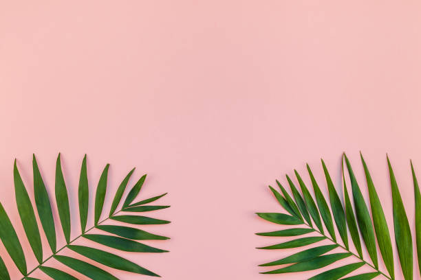 istock Creative pink background with tropical palm leaves 1089846432