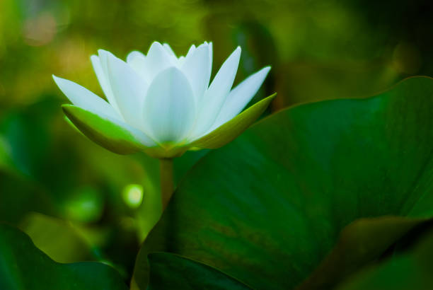 istock Lotus flower, bloomed, among its leaves 1089846714