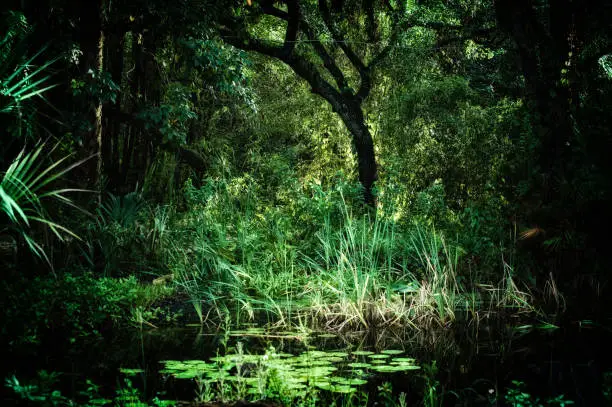 Photo of old trees and lotus pond  inside sub tropical jungle