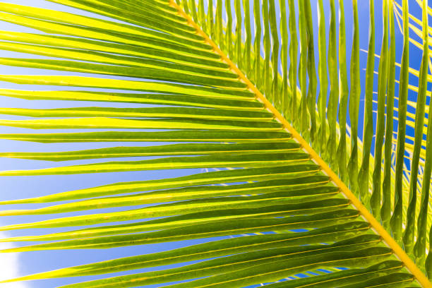 パーム葉状体 - tropical rainforest jamaica tropical climate rainforest ストックフォトと画像