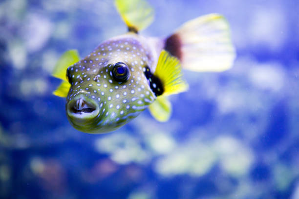 istock A colorful fish under water 1089852752